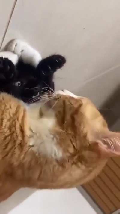 Хорошо зафиксированный пациент, в анестезии не нуждается.