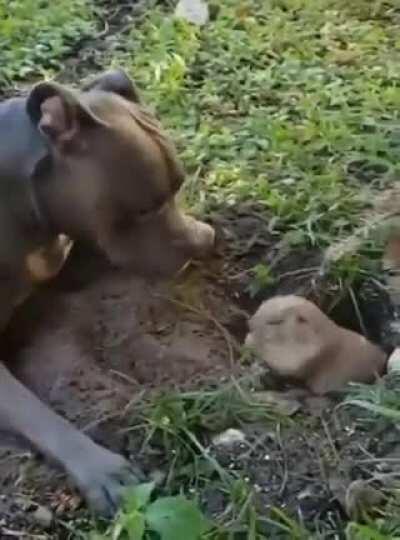 For some reason it got deleted, doggo trolling a poor guy