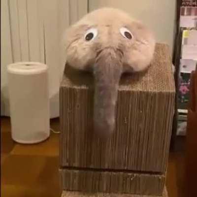 The rare suburban feline Wooly Mammoth....