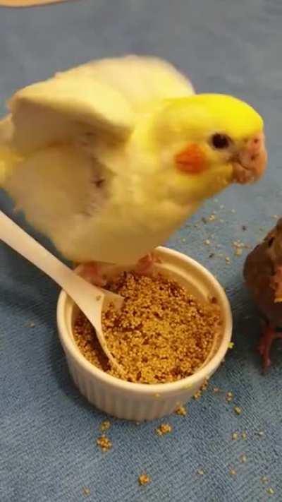 I eat the noms then do a stretch, my life as a tiel is truly the best!