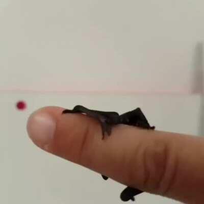 I am the night! Fear me!