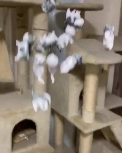 Instant Cat Army. Portable whirlwind of superficial wounds and allergens.