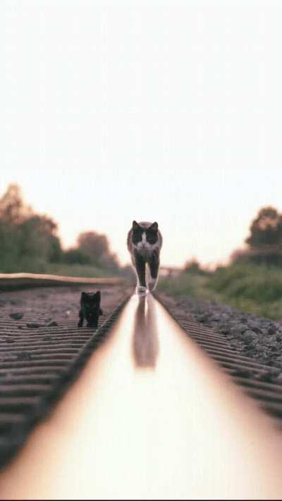 Cats on the rail