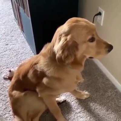 Let's get a dog, he said, they are so cute and good😂😅