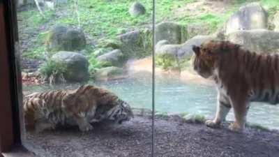 Hehe, now I'm pretending to be interested in the water