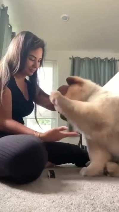 not a dog it's a teddy bear (IG: @sarpmeme)