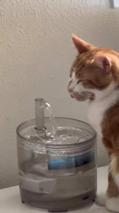 orange cat chronicles continued