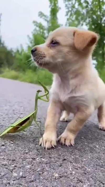 Curious little boi meets praying mantis