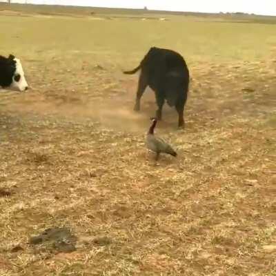 Cows trying to scare off a Canadian goose