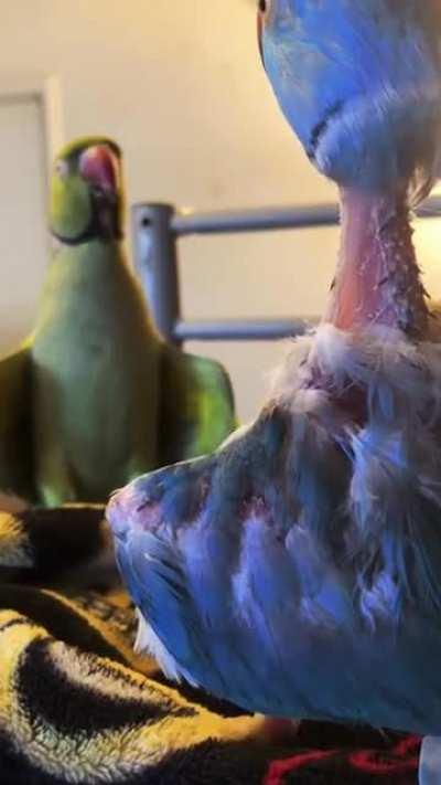 Daily conversation of Blueberry and Pocky