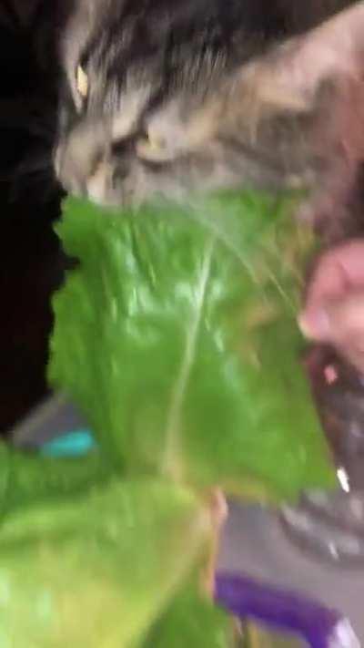 My cat, the vegetarian
