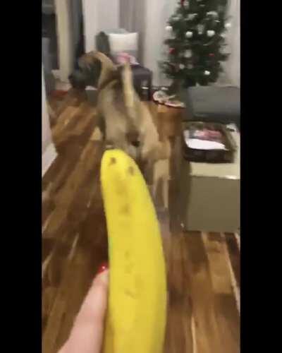 He’s 190lbs but still scared of EVERYTHING