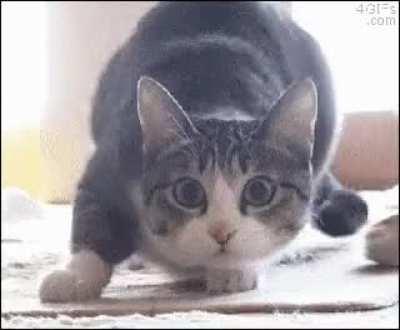 guys I don't know why but Jackie's dance made me laugh and remind me of this -