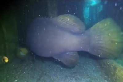 A massive grouper (toilet on the left for scale)