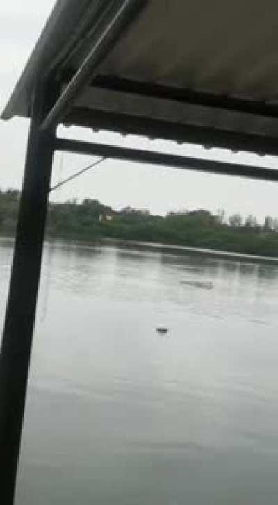 Dude tries to swim away from crocodile