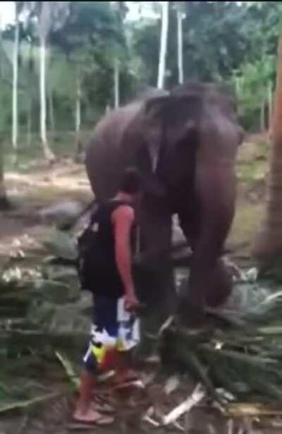 HMFT after annoying an elephant while it’s eating.