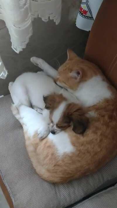 I'm an honorary dog now.