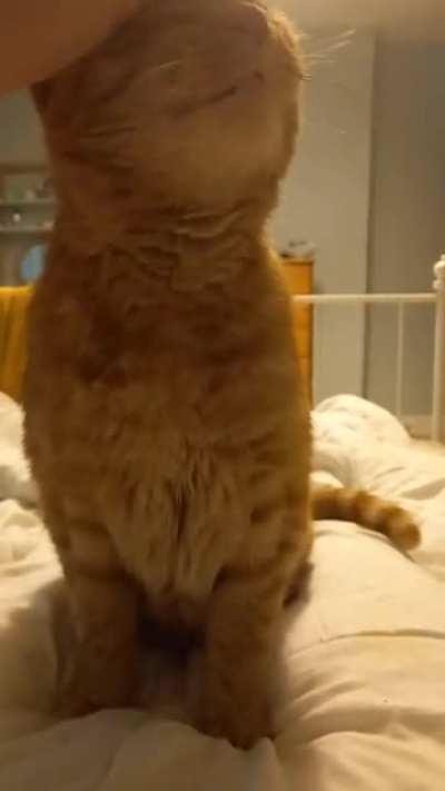 My boy after my 1st covid jab. This is a rare event, I felt fine but wasn't about to complain!