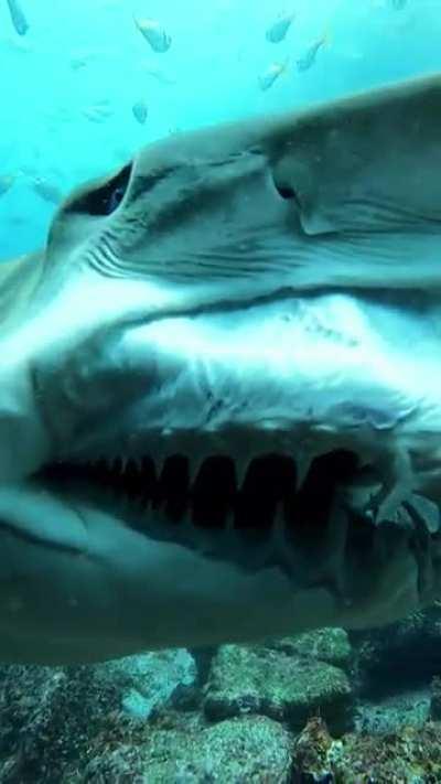 Grey nurse shark smiles for the camera