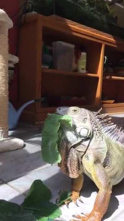 Some power greens before Lucy hits the gym