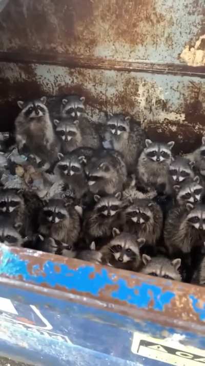 Guy rescues army of raccoons stuck in a dumpster