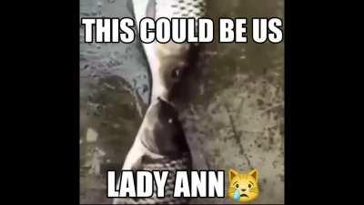 I love you lady ann😿😿😿😿😿