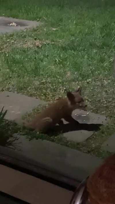 Baby 🦊 eating 🍗