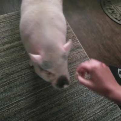 The first time she has done this trick since she was a toddler pig! Slow but successful 😄