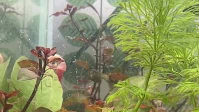 Parasnailing level pro.