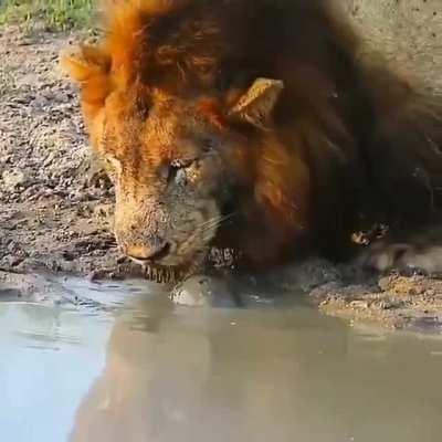 🔥 He learned that from the crocodiles..