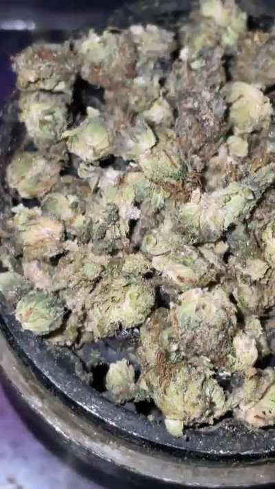 Cold out 🥶2.5 gram j of ( triple burger 🍔-skunk house genetics)