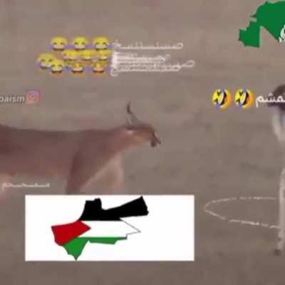 Floppa coverted to islam funny moments