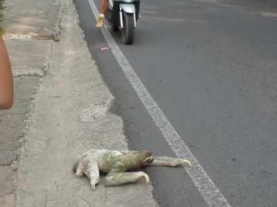 Three toed sloth gets help crossing the road in Costa Rica