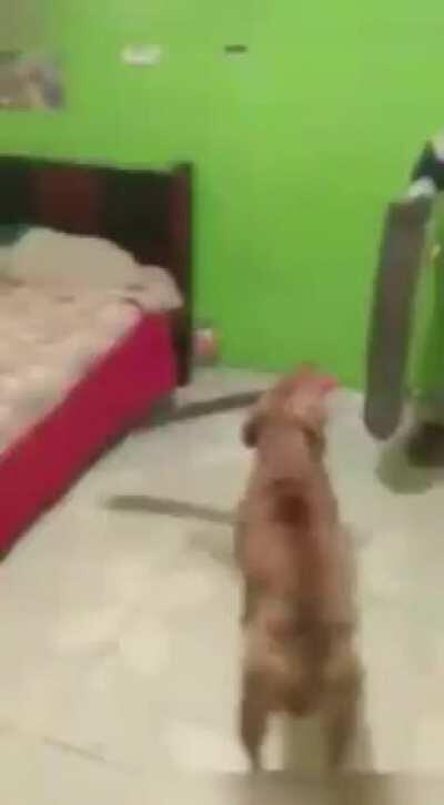 Mc: Not even the dogs and chickens shall be left.... Dog: Square up, Boi