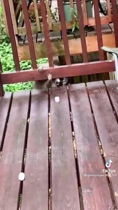 He just wanted a marshmallow