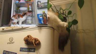 Выйду ночью в кухню с котом!