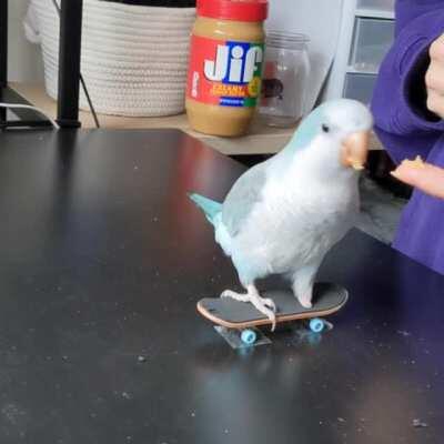 This one will take some time, but having him stand on the board is a good first step! 🛹