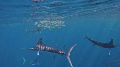 Striped marlin attacking baitfish in Mexico.
