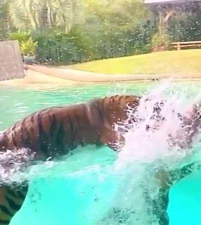 Swimming with your tiger in the pool.