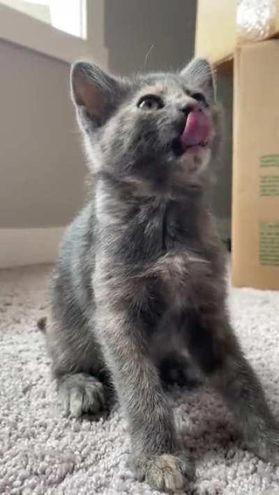 The tiniest little squeaks and teeths