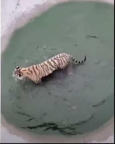 This duck chooses to live life on the edge