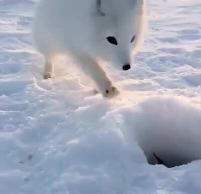 🔥 A curious little Arctic fox trying to steal some fish from a fisherman 🔥