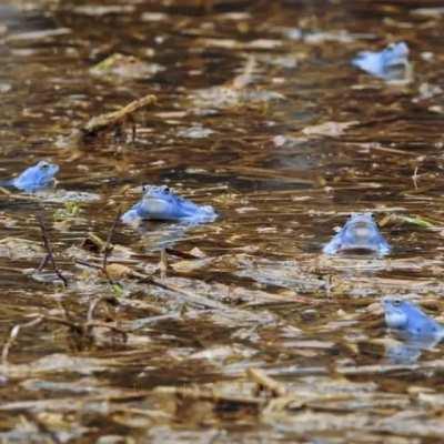 I’ve started to fall for the frogs, beautiful