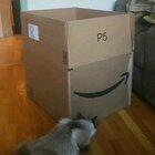 Assassination attempt