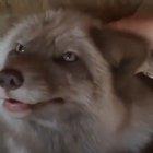 Don't annoy the floof