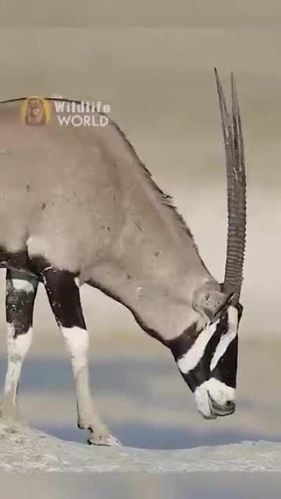 Honey Badger picks a fight with a Gemsbok Antelope.