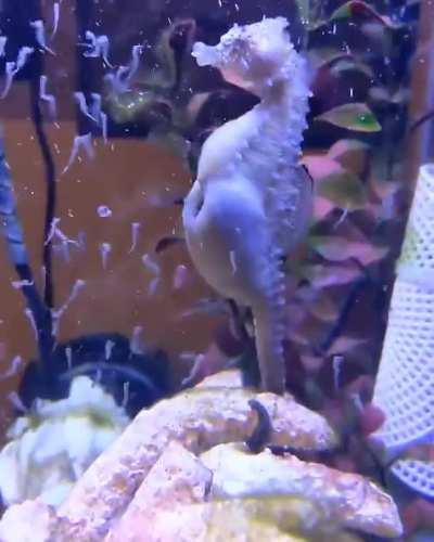 Male Seahorse Give Birth To Thousands Of Babies