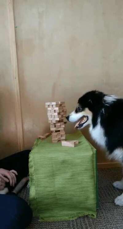 This is truly an amazing dog. She knows physics and understood the game itself.