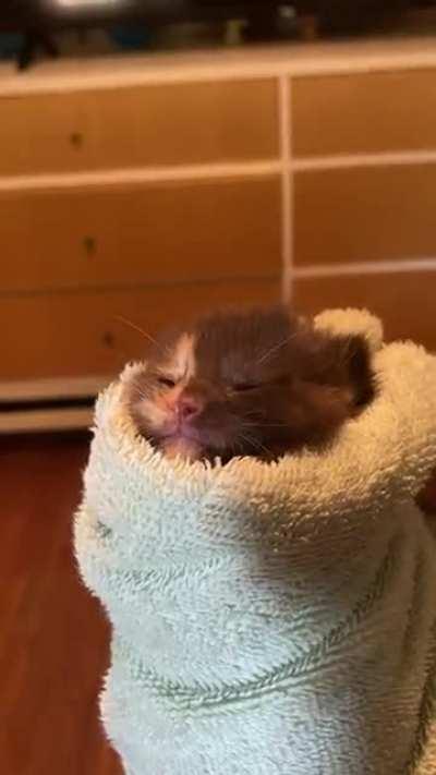 Penny complaining after a little rinse in the sink