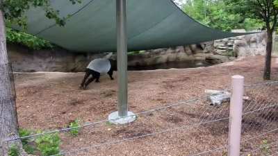 Saw this magnificent beast enjoying some morning zoomies at the Denver zoo